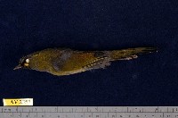 藏品(藪鳥)的圖片